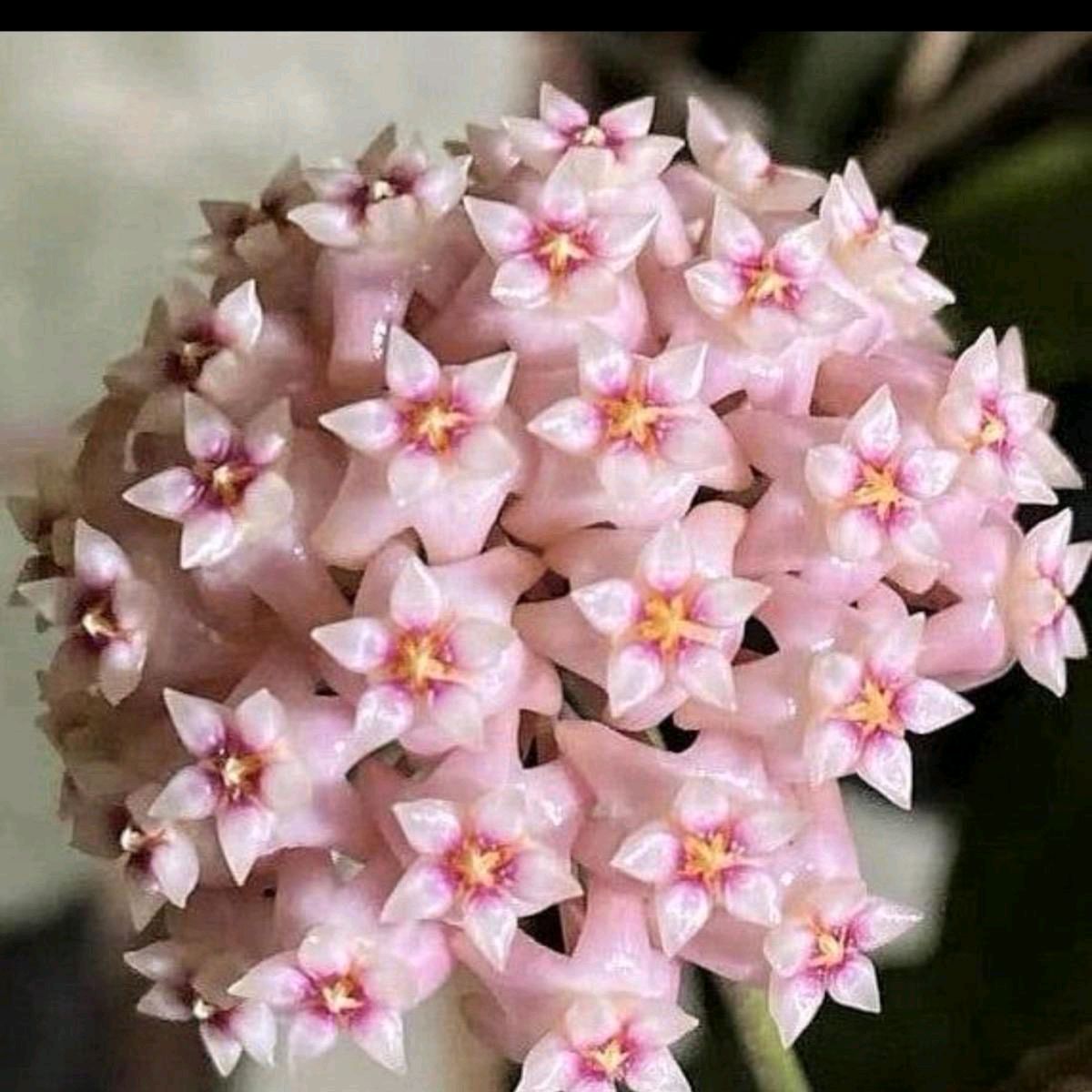 Hoya parasitica "Splash" 4"