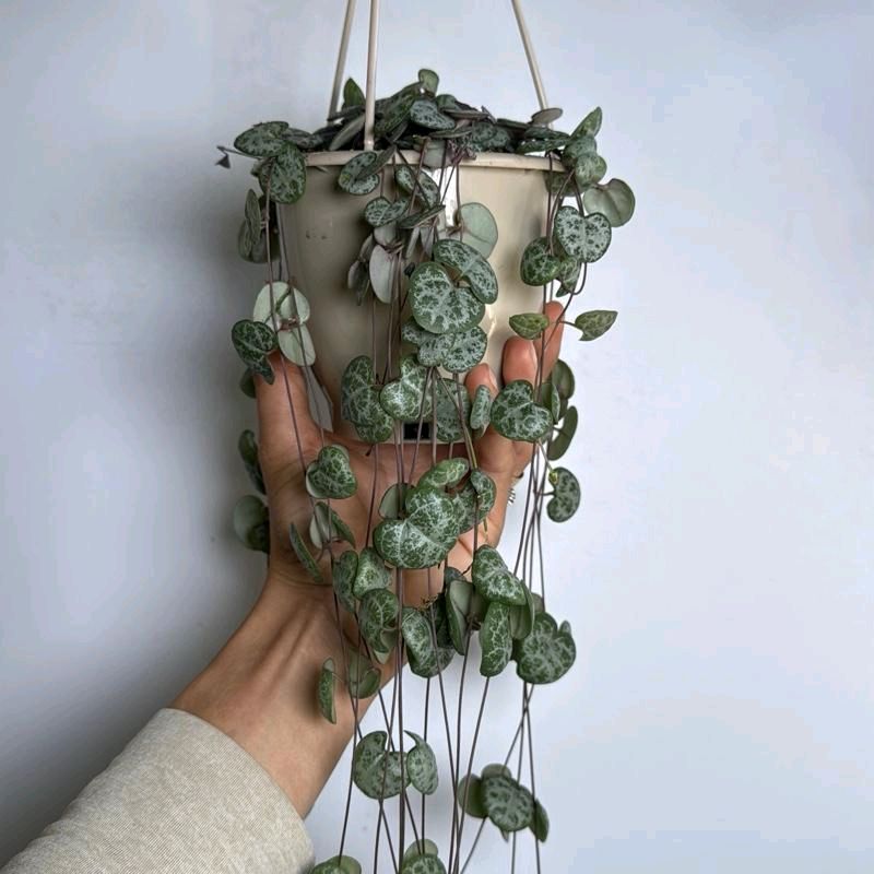 Big String of hearts Plant 4.5"