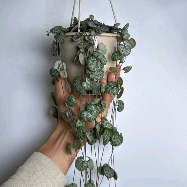 String of Hearts (Ceropegia)