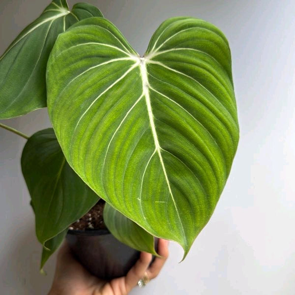 Philodendron Gloriosum 6” pot