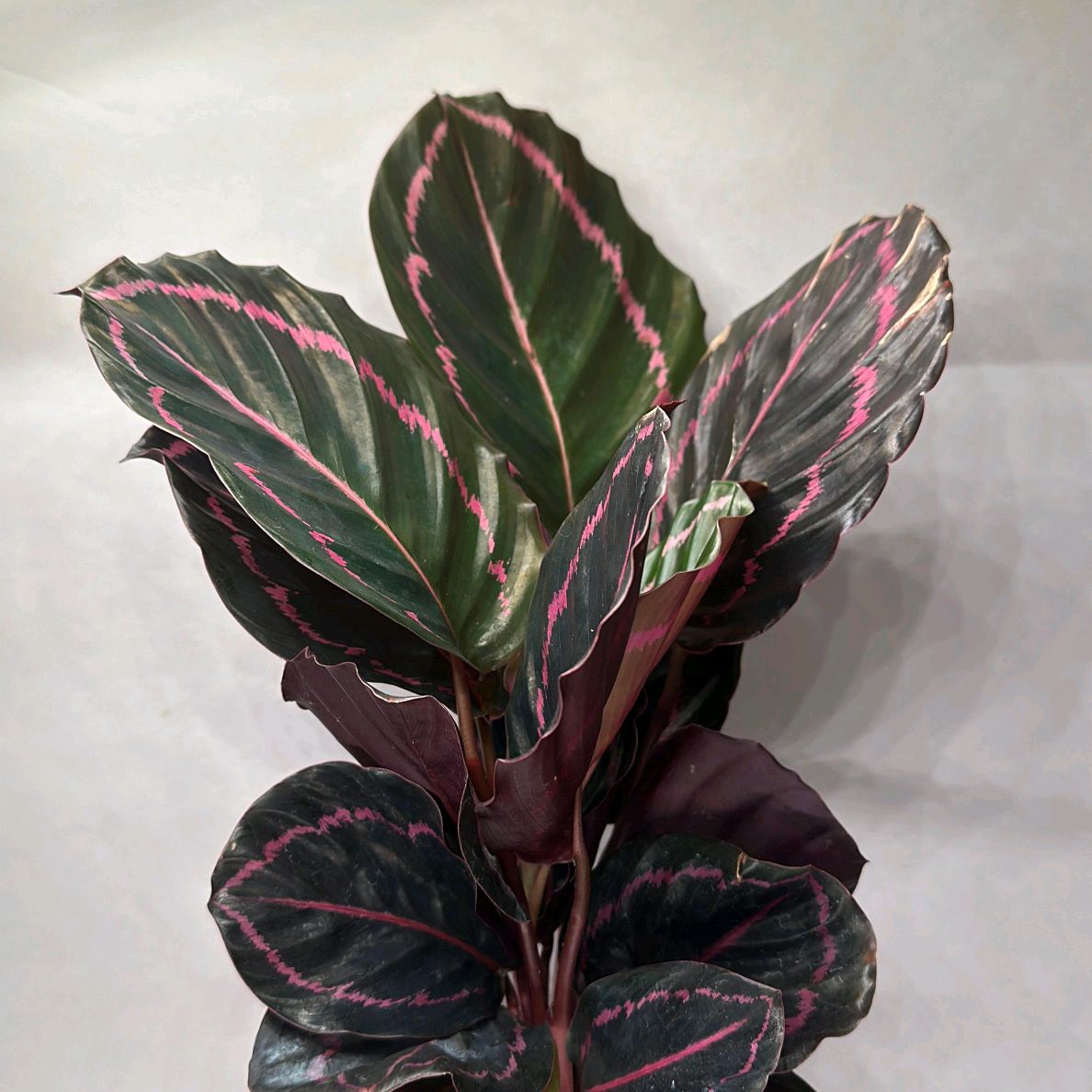 Calathea Dottie 6”