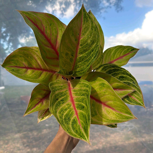 Aglaonema 'Golden Fluorite'