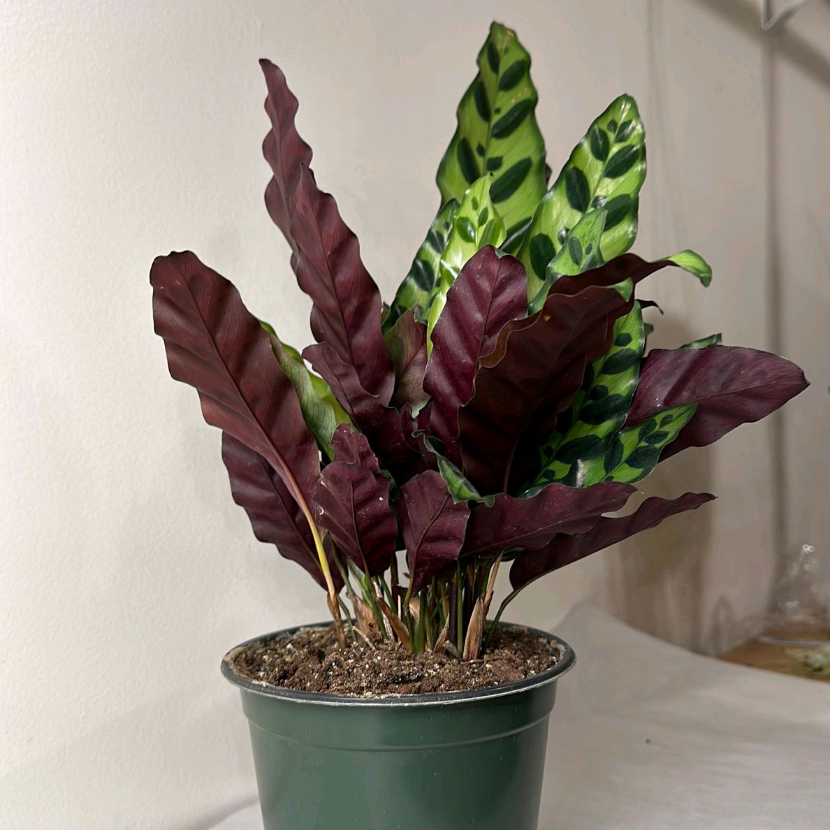 Calathea Lancifolia 6" pot Pet-Friendly
