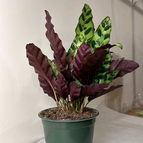 Calathea Lancifolia