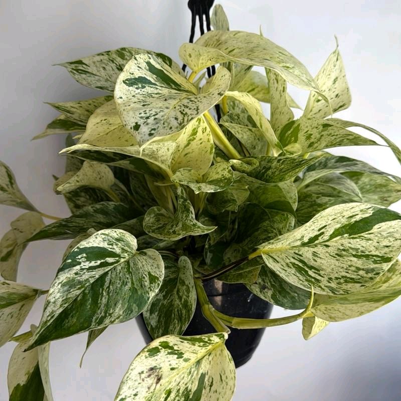 HB Pothos Snow Queen