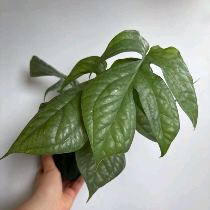 Monstera Amydrium Silver (Spiderman monstera) 4" Pot