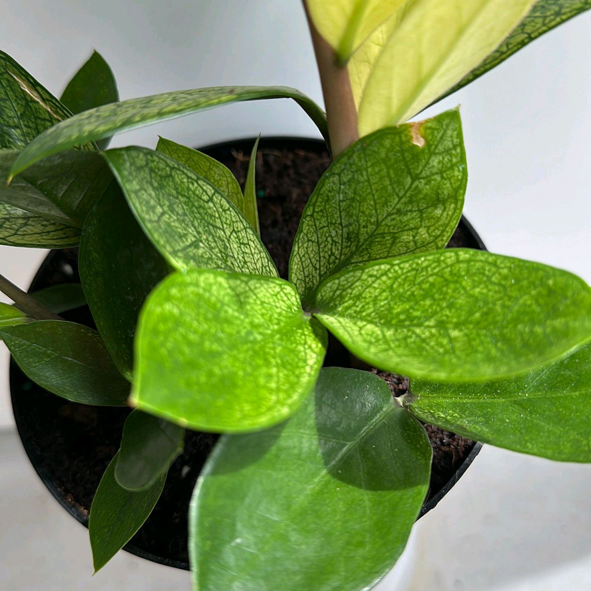 Variegated Chameleon ZZ Zamioculcas Plant 6"