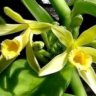 variegated Vanilla Orchid 4"