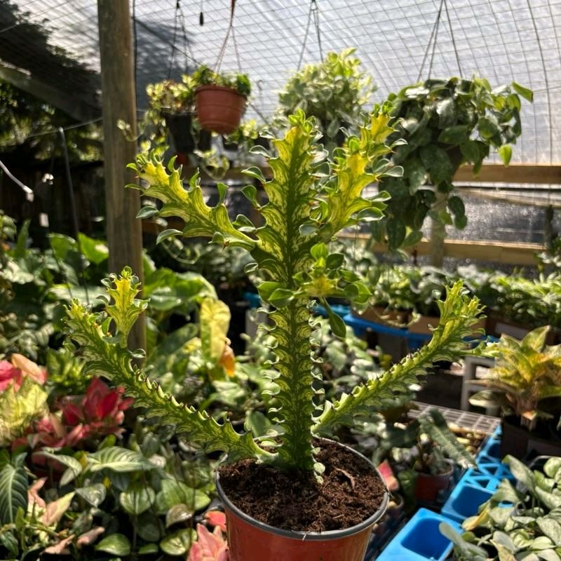 Variegated Euphorbia Trigona 6” pot Plant