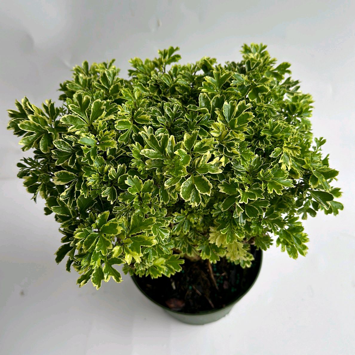 Aralia Ming Gold Tree Plant 6"