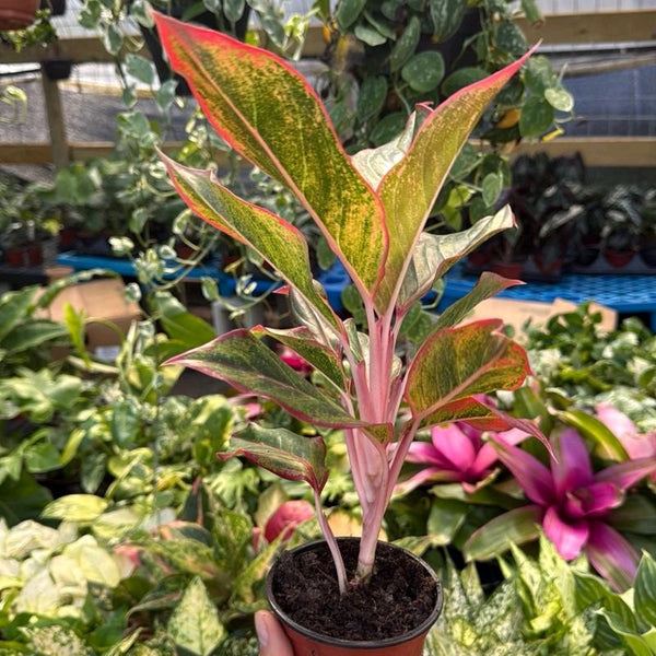 Aglaonema 'Siam Aurora'