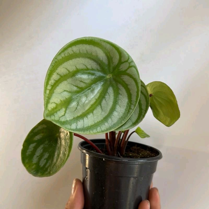 Peperomia Watermelon 4"