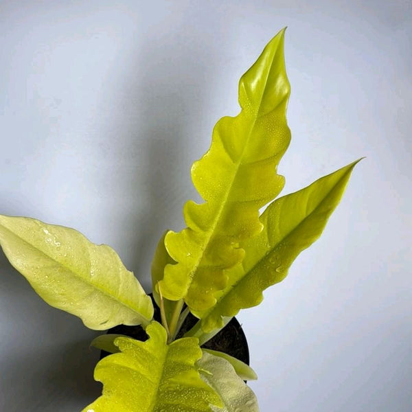 Philodendron Golden Cocodrile