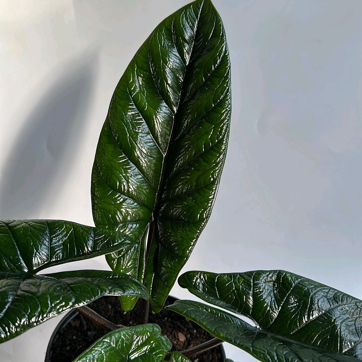 Alocasia Scalprum 6"