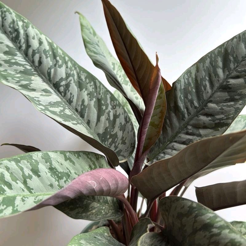 Homalomena Purple Sword 6"