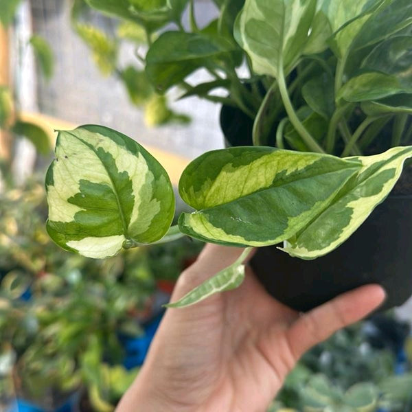 Pothos Lemon Meringue