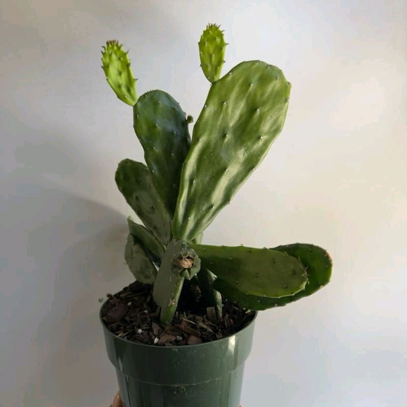 Opuntia prickly pear Cactus 6" pot