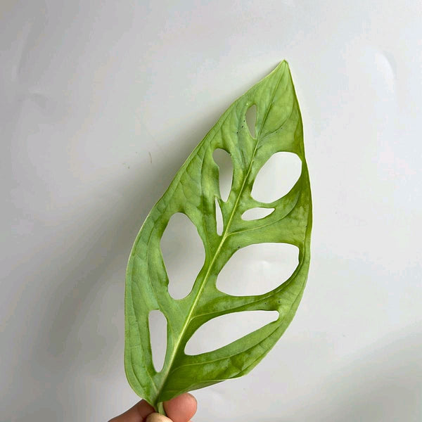 Monstera Esqueleto