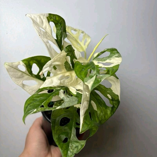 Variegated Monstera Adansonii