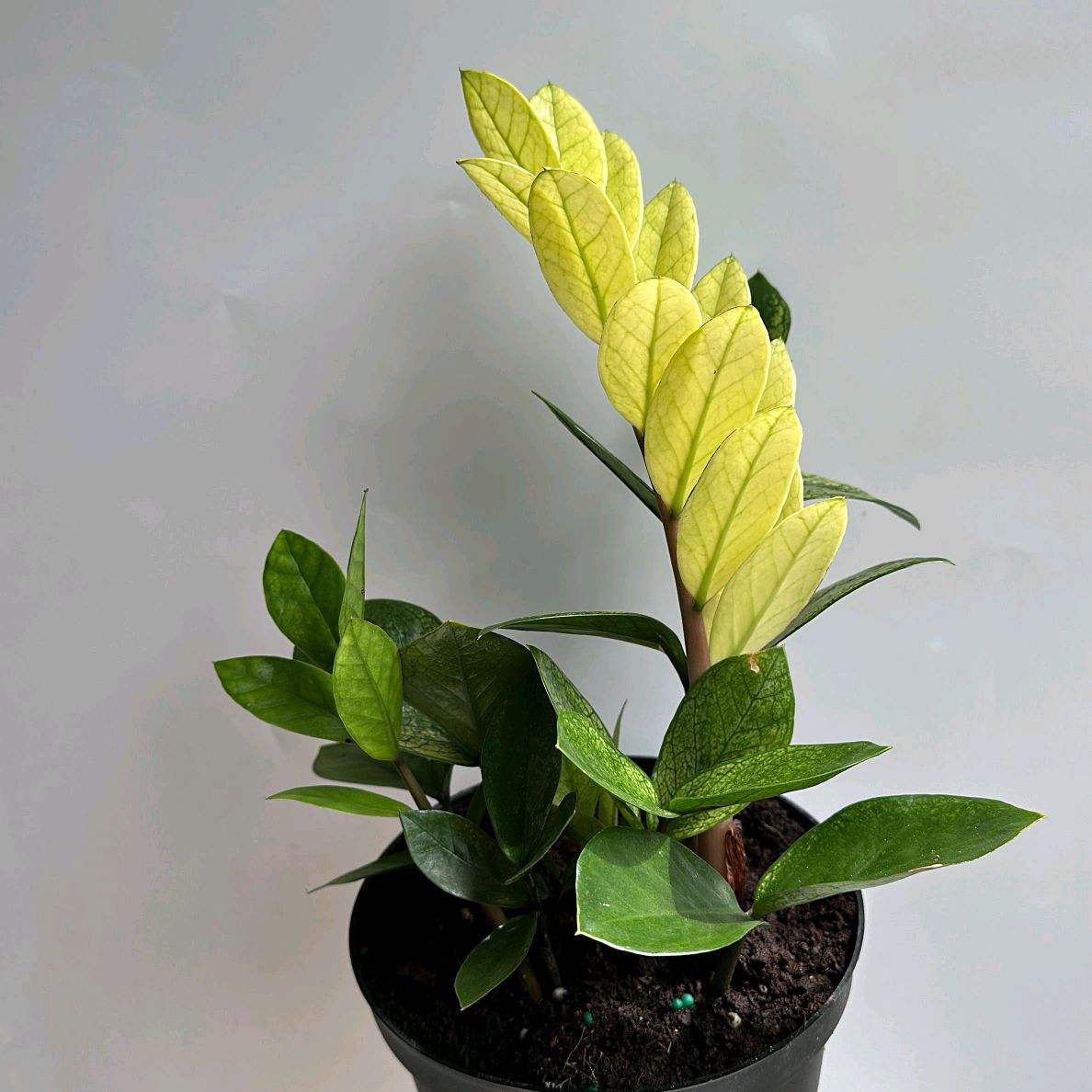 Variegated Chameleon ZZ Zamioculcas Plant 6"