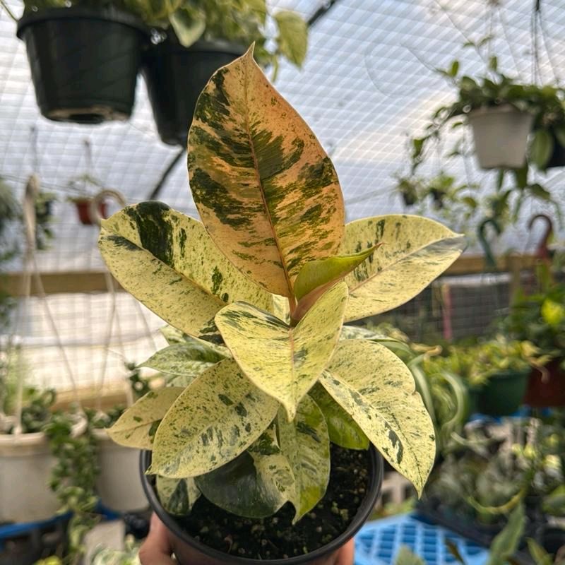 Variegated Ficus Shiveriana 6”