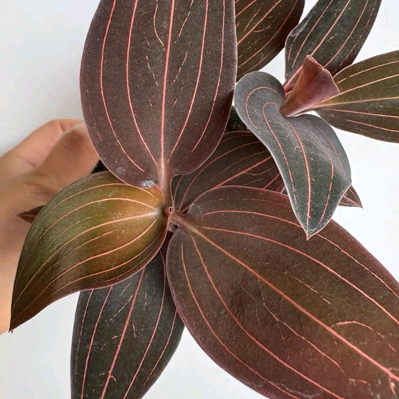 Jewel Orchid Ludisia Dark leaf Rare House Plant
