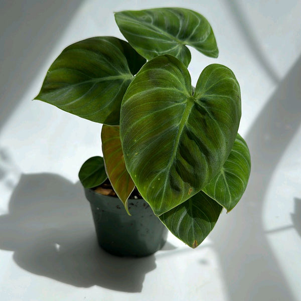 Philodendron El Choco Red