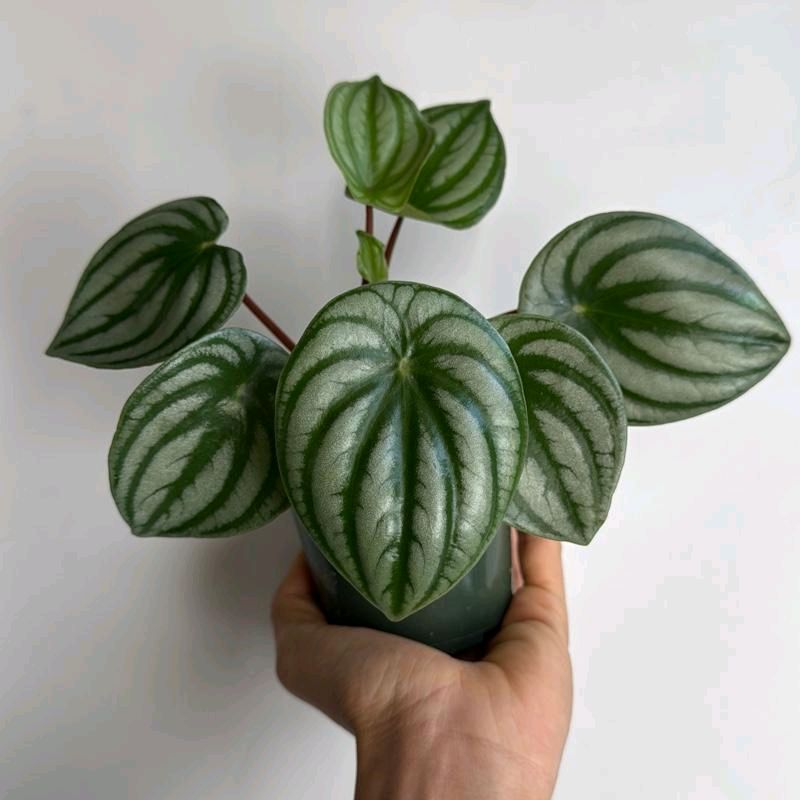 Peperomia Watermelon 4"