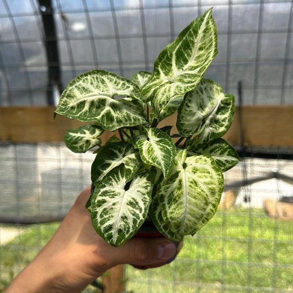 Syngonium Mouse Ears