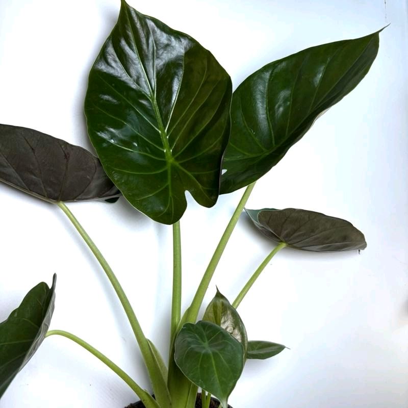 Alocasia Elephant Ear Wentii 6" pot Beginner Friendly Plant for New Plant Owners with Easy Care Requirements & User Friendly Design