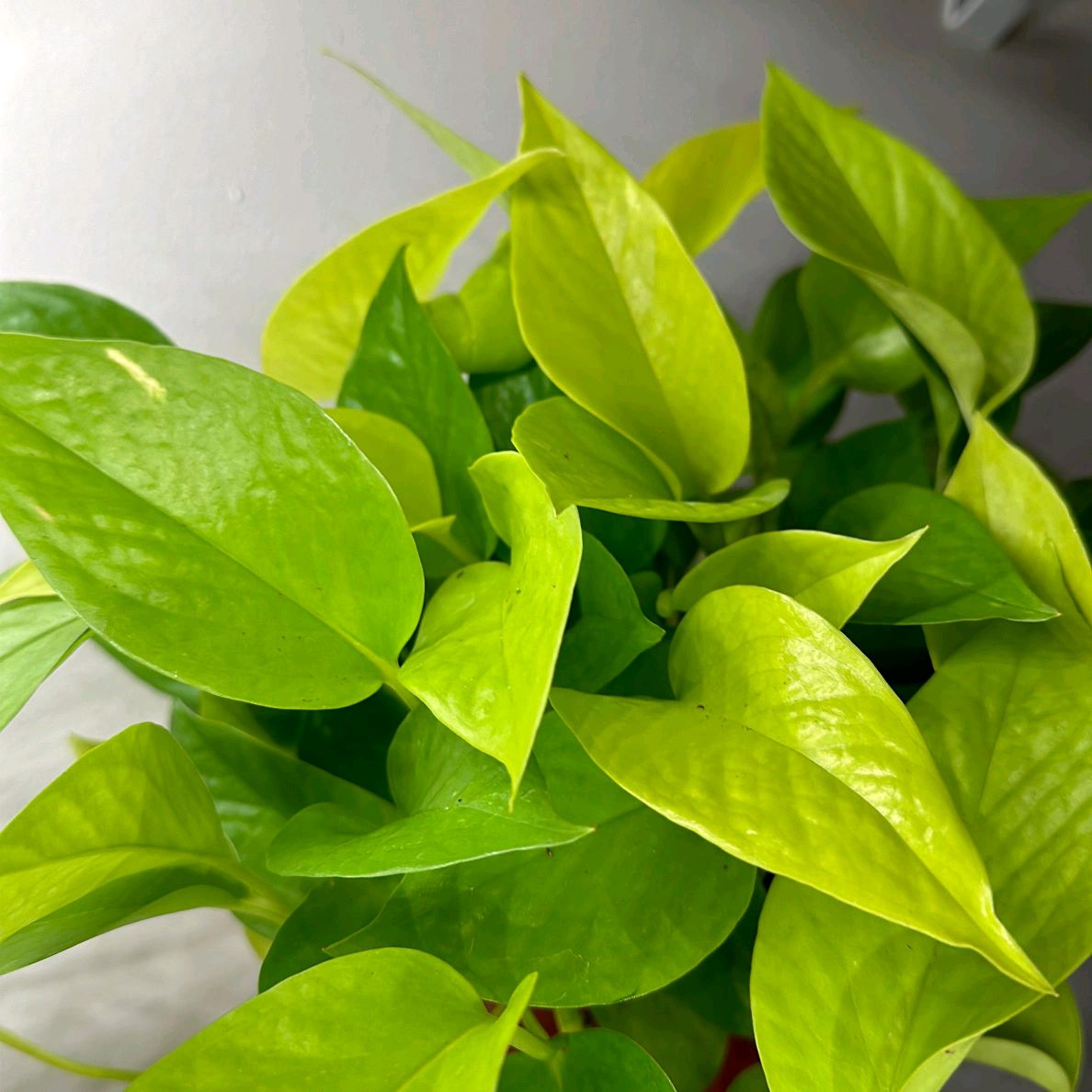 Pothos Neon 4"