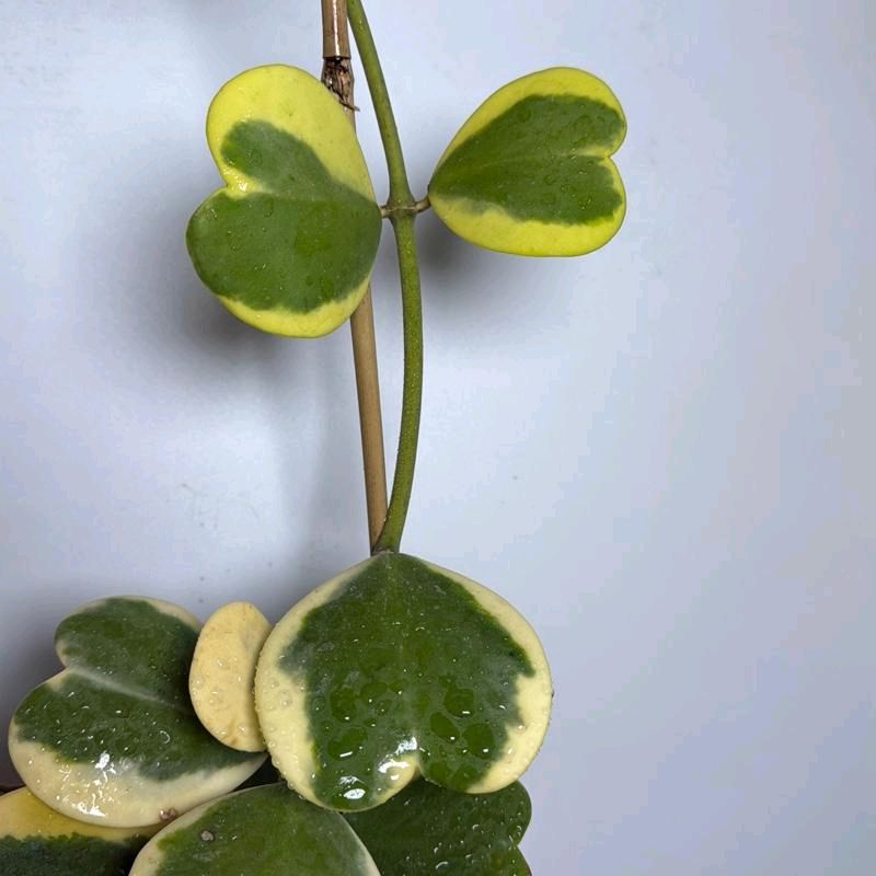 Variegated Hoya Kerrii outer variegation bamboo hoop 6"