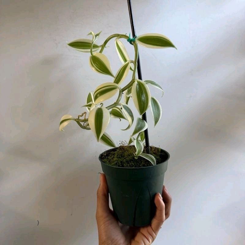 variegated Vanilla Orchid 4"