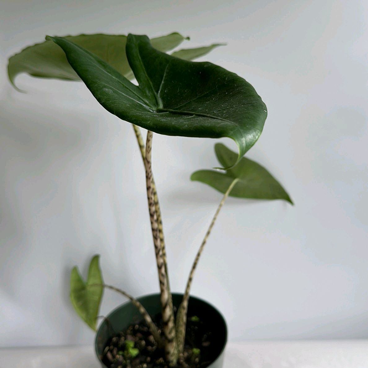 XL Alocasia Zebrina Reticulata 6"