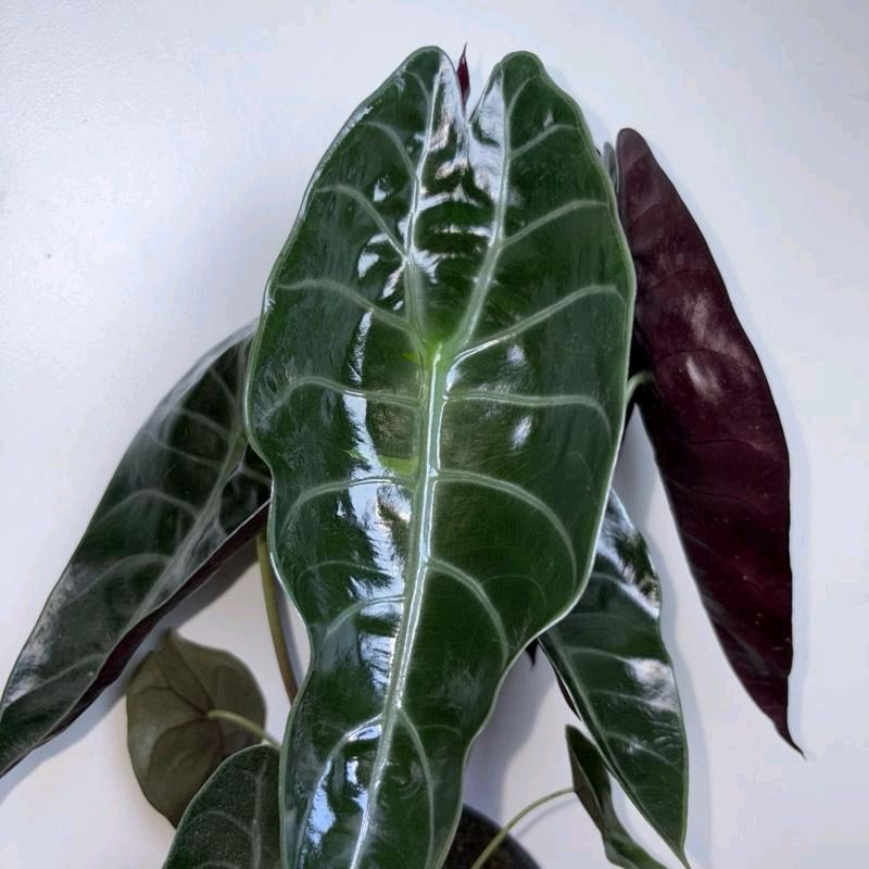 Alocasia Sedenii Hybrid Pink Stems Cuprea x Lowii 6"