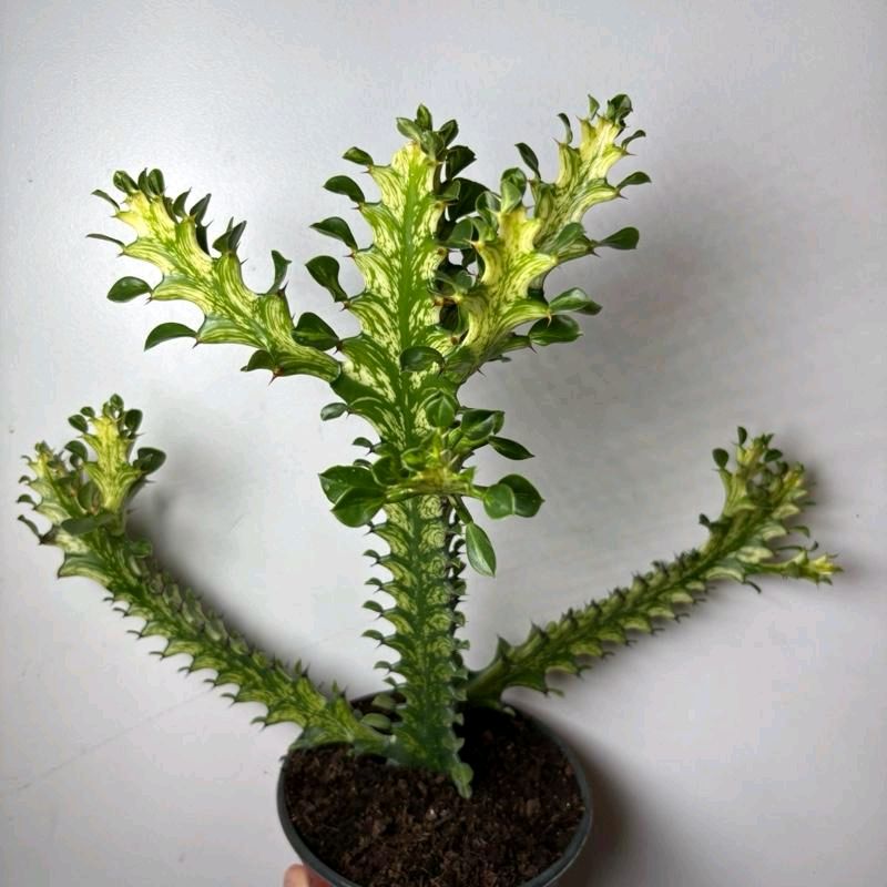 Variegated Euphorbia Trigona 6” pot Plant