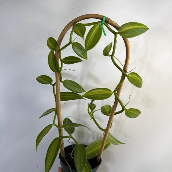 How to Care for Inner Variegated Vanilla Orchid (Aurea)
