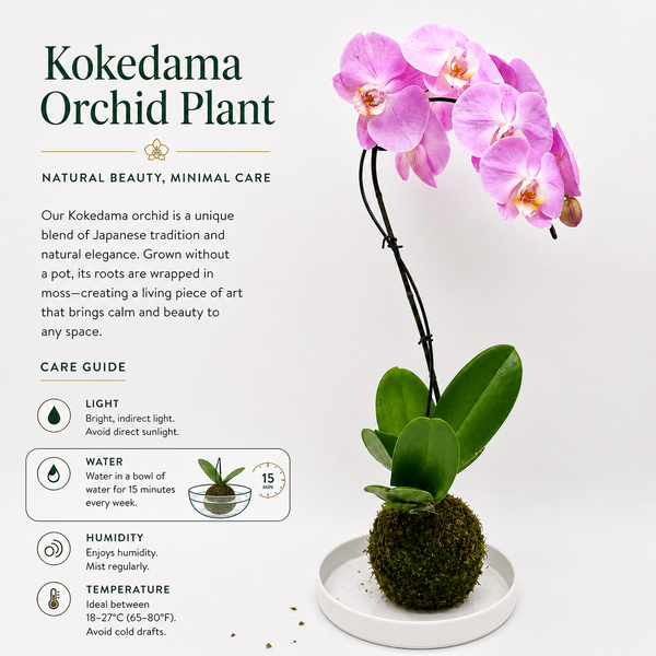 How to Care for Handmade Kokedama Orchid