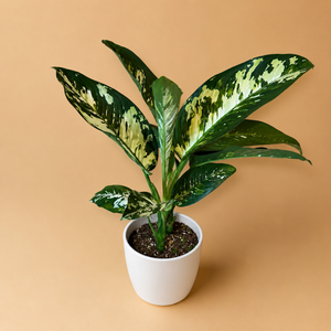 How to Care for Large Dieffenbachia 'Puerto Rico'