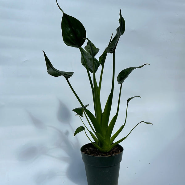 How to Care for Alocasia Tiny Dancers