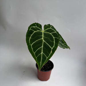 How to Care for Anthurium Crystallinum