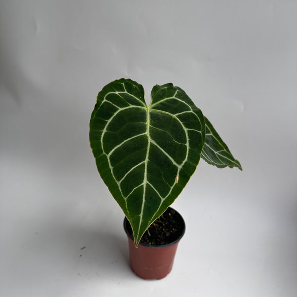 How to Care for Anthurium Crystallinum