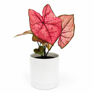 How to Care for Caladium 'Heidi'