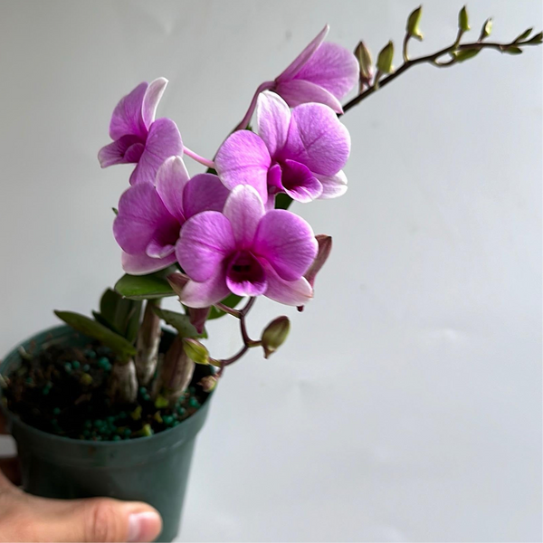 How to Care for Pink Mini Orchids