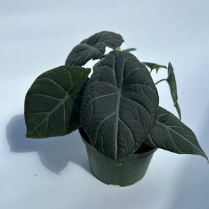 How to Care for Alocasia Maharanii