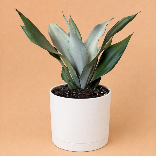 How to Care For Large Sansevieria Moonshine