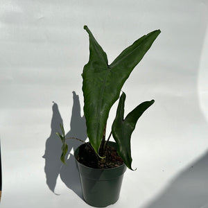 How to Care for Alocasia Tigrina Superba