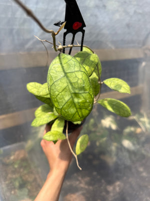How to Care for Hoya Finlansonii