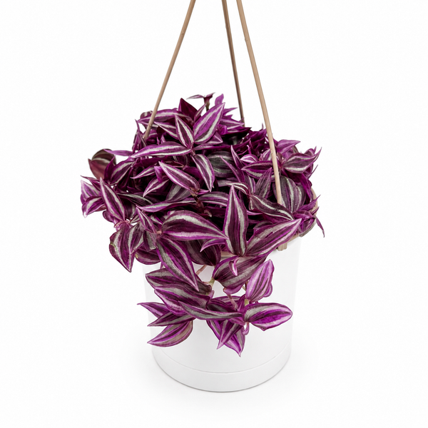 How to Care For Tradescantia Bubble Gum