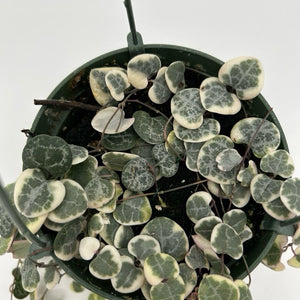 How to Care for Variegated String of Hearts (Ceropegia) Hanging Basket